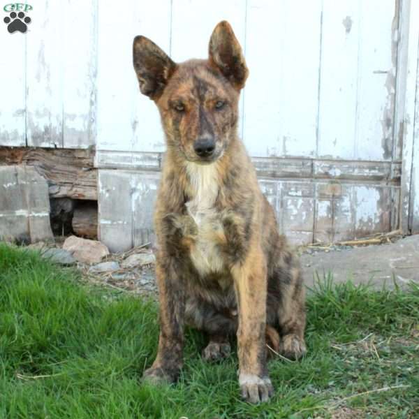 Dean, German Shepherd Mix Puppy