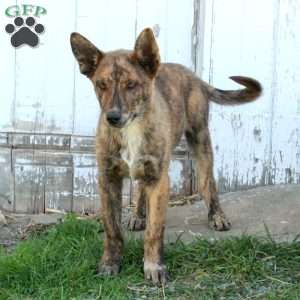 Dean, German Shepherd Mix Puppy