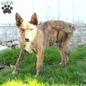 Dean, German Shepherd Mix Puppy