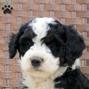 Decker, Mini Bernedoodle Puppy