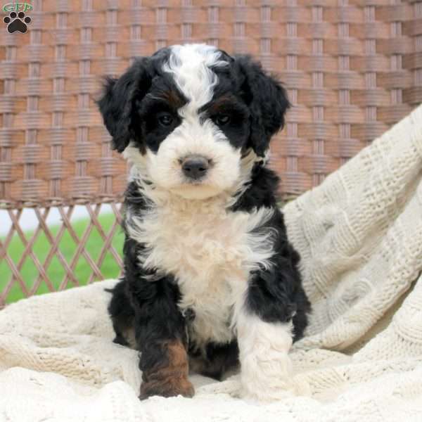 Decker, Mini Bernedoodle Puppy
