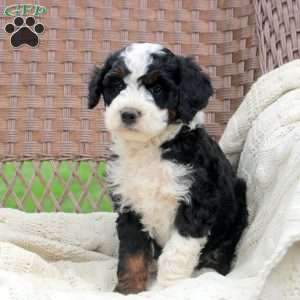 Decker, Mini Bernedoodle Puppy