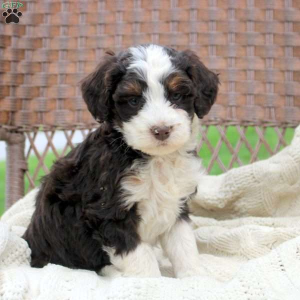 Della, Mini Bernedoodle Puppy