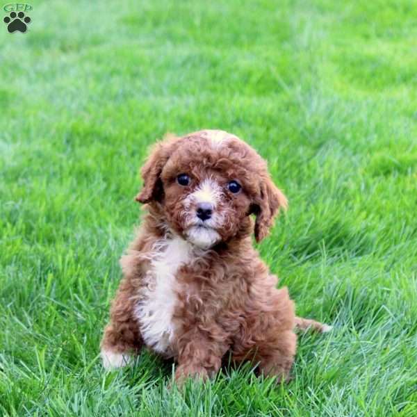 Della, Cavapoo Puppy