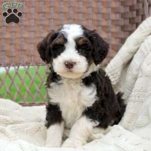 Della, Mini Bernedoodle Puppy