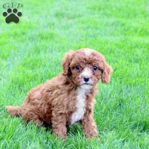 Della, Cavapoo Puppy