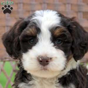 Della, Mini Bernedoodle Puppy