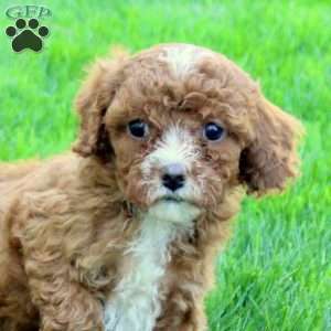 Della, Cavapoo Puppy