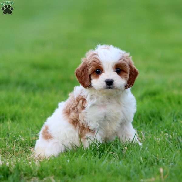 Derek, Cavapoo Puppy