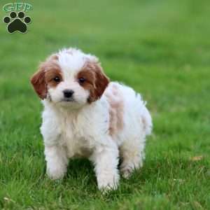 Derek, Cavapoo Puppy