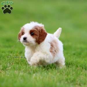 Derek, Cavapoo Puppy