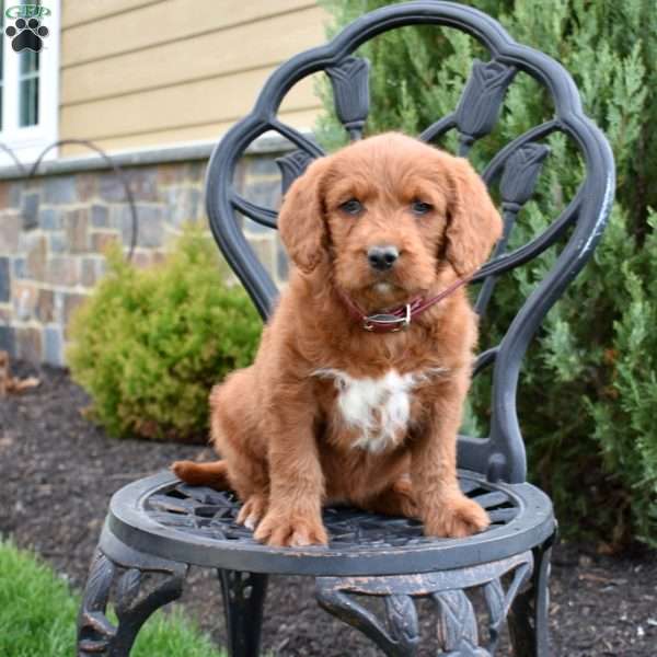 Destiny, Labradoodle Puppy