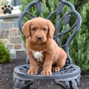 Destiny, Labradoodle Puppy