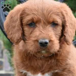 Destiny, Labradoodle Puppy