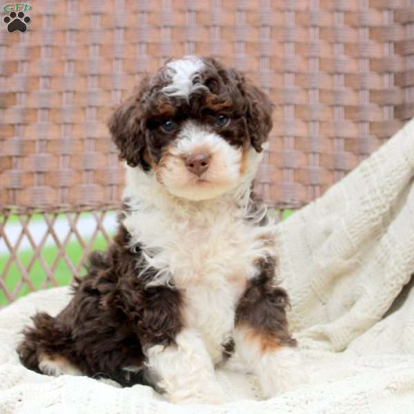 Devin, Mini Bernedoodle Puppy