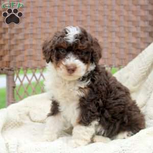 Devin, Mini Bernedoodle Puppy