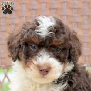 Devin, Mini Bernedoodle Puppy