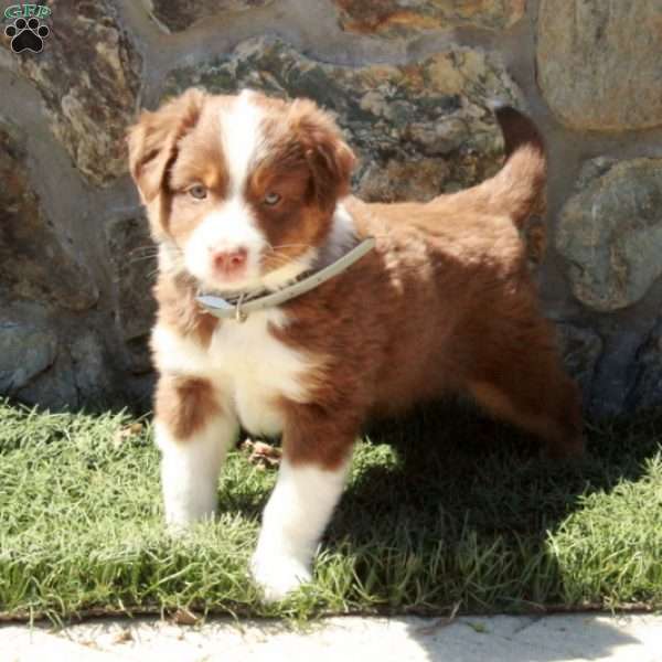 Dewie, Miniature Australian Shepherd Puppy