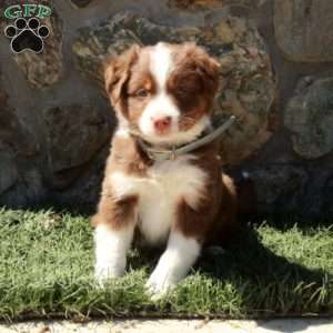 Dewie, Miniature Australian Shepherd Puppy
