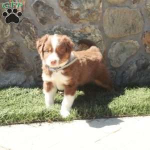 Dewie, Miniature Australian Shepherd Puppy