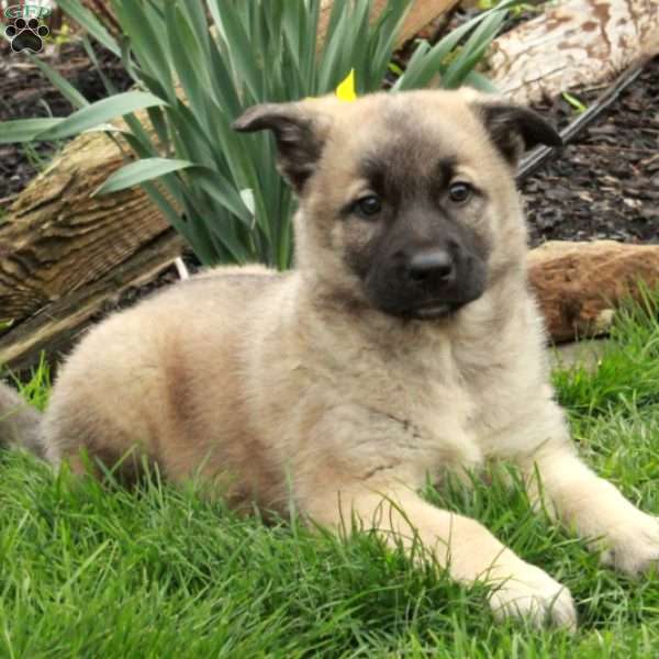 Dexter, Belgian Malinois Mix Puppy