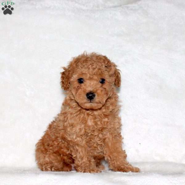 Dexter, Toy Poodle Puppy