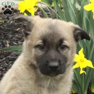 Dexter, Belgian Malinois Mix Puppy