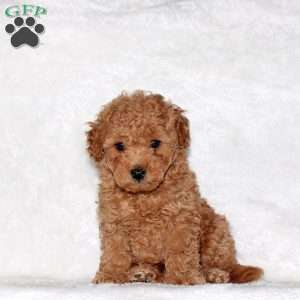 Dexter, Toy Poodle Puppy