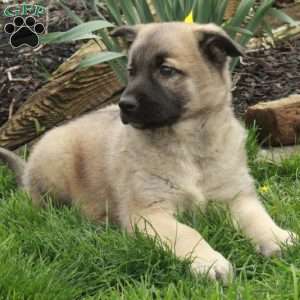 Dexter, Belgian Malinois Mix Puppy
