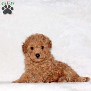 Dexter, Toy Poodle Puppy