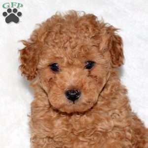 Dexter, Toy Poodle Puppy