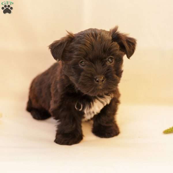 Diamond, Yorkie Poo Puppy