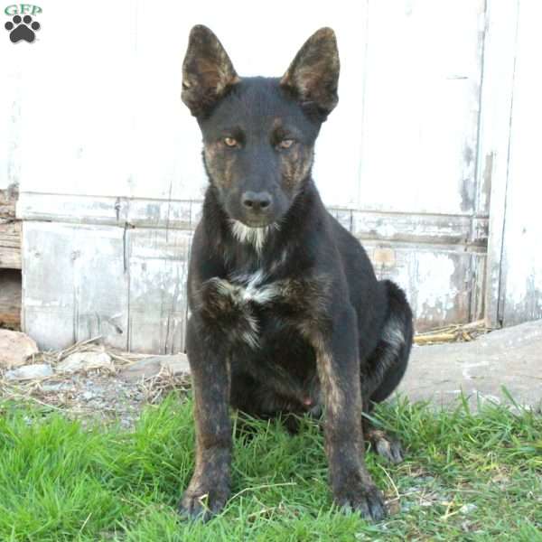 Diego, German Shepherd Mix Puppy