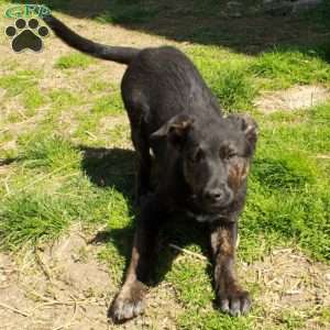 Diego, German Shepherd Mix Puppy