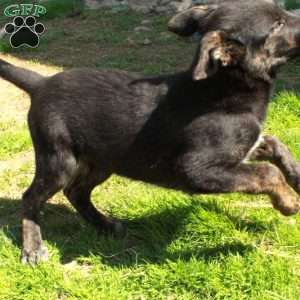 Diego, German Shepherd Mix Puppy