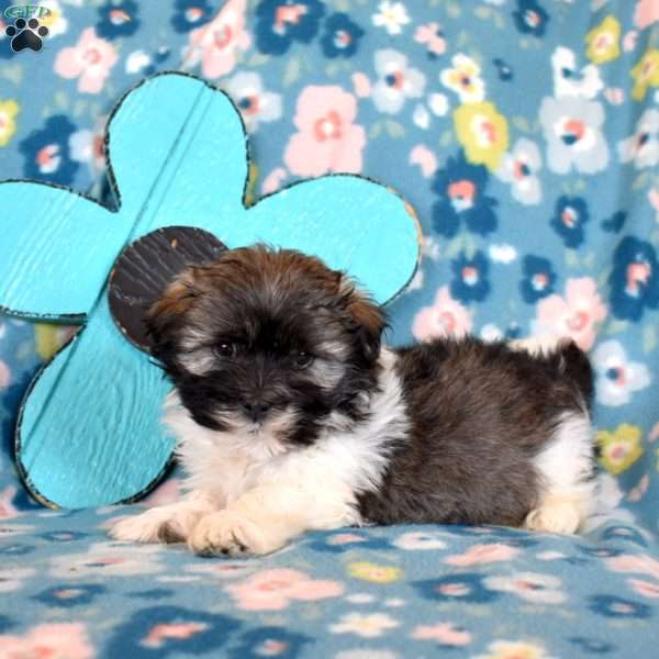 Digby, Havanese Puppy