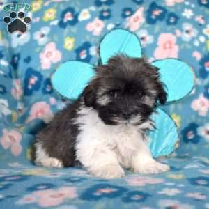 Digby, Havanese Puppy
