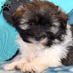 Digby, Havanese Puppy