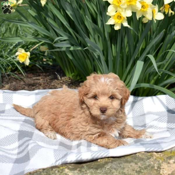 Dill, Teddy Bear Puppy