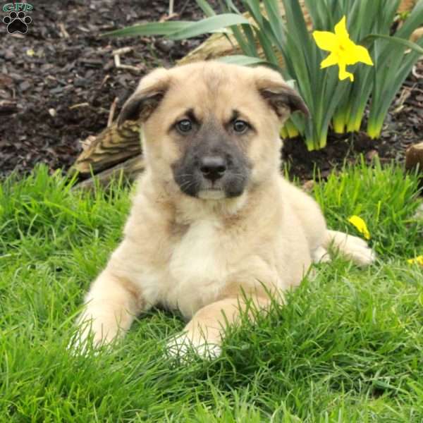 Dill, Belgian Malinois Mix Puppy