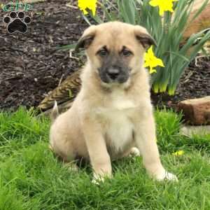 Dill, Belgian Malinois Mix Puppy