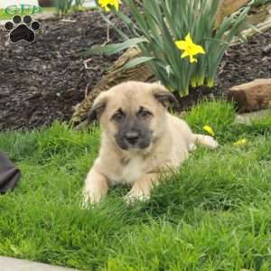 Dill, Belgian Malinois Mix Puppy