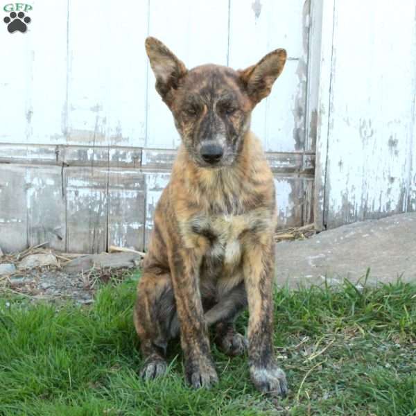 Dingo, German Shepherd Mix Puppy