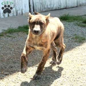 Dingo, German Shepherd Mix Puppy