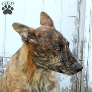 Dingo, German Shepherd Mix Puppy