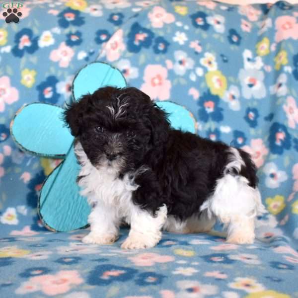 Dipper, Havanese Puppy