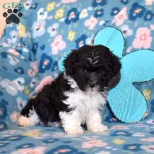 Dipper, Havanese Puppy