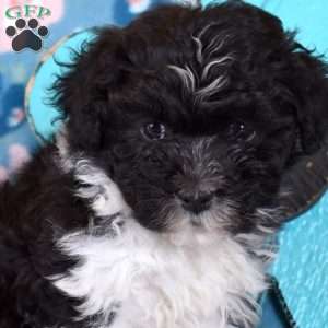 Dipper, Havanese Puppy