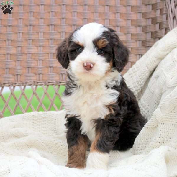 Dixie, Mini Bernedoodle Puppy