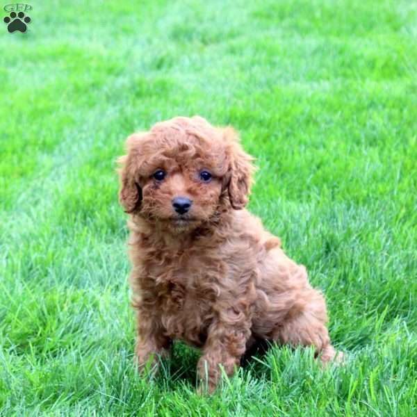 Dixie, Cavapoo Puppy